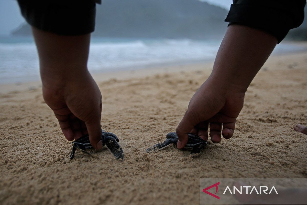 FOTO - Pelepasan tukik belimbing di Pantai Aceh Besar