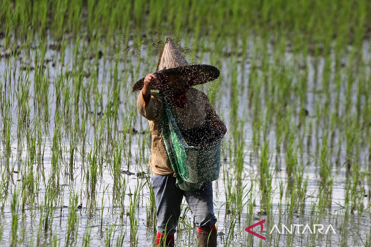 FOTO - Penyediaan dana KUR untuk pertanian