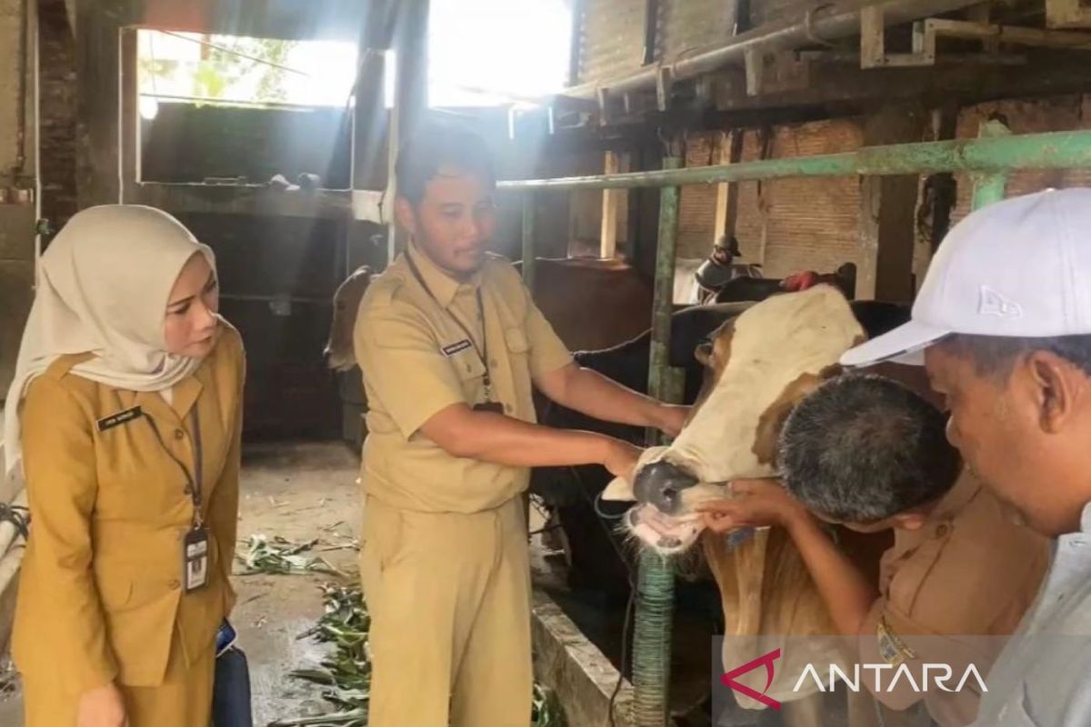 Tingkat kesembuhan hewan ternak terjangkit PMK di Kudus tinggi