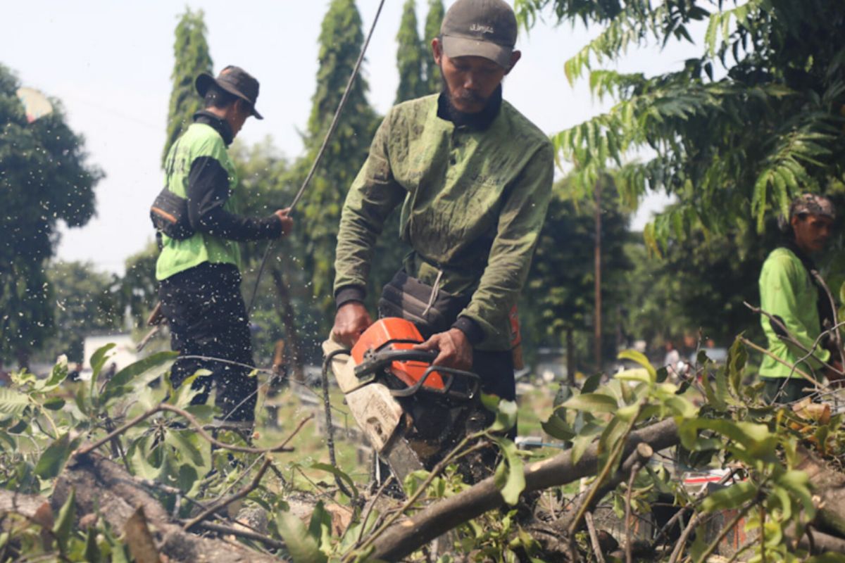 Dinas Pertamanan Jaksel pangkas 22.006 pohon selama 2024