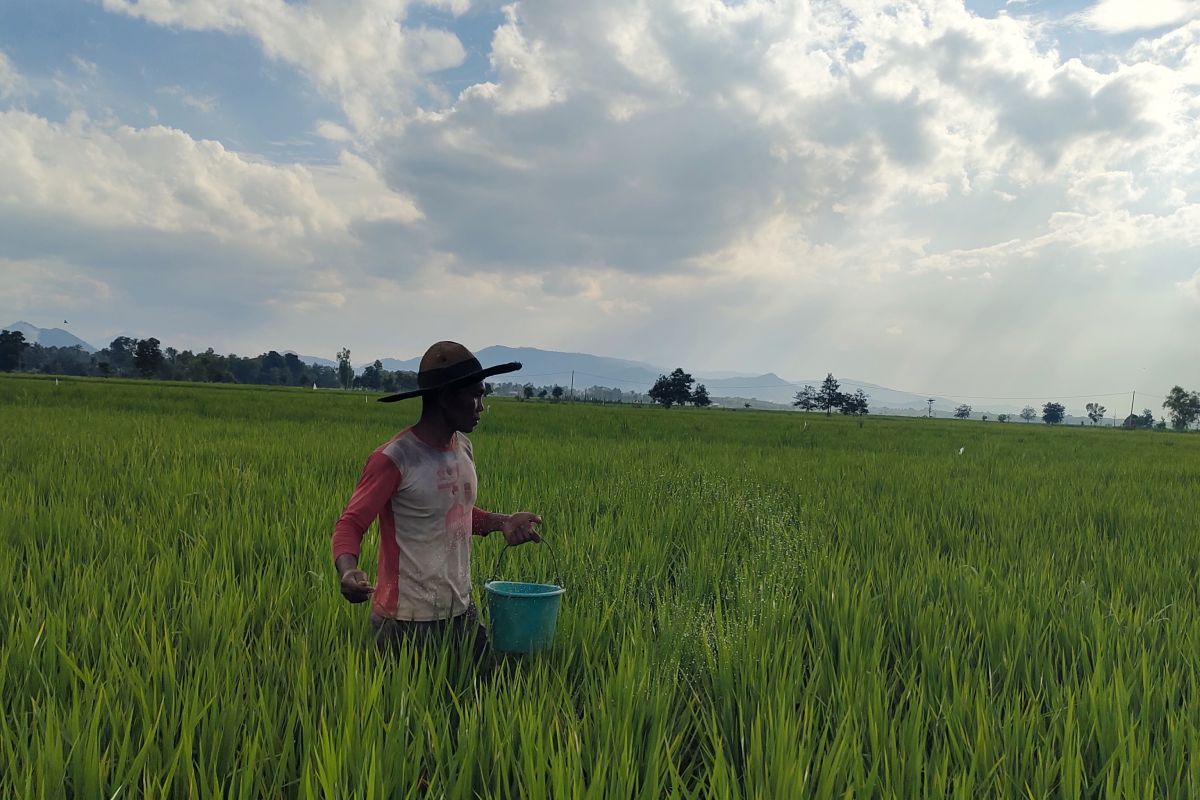 Lampung perlu tambahan penyuluh untuk maksimalkan sektor pertanian