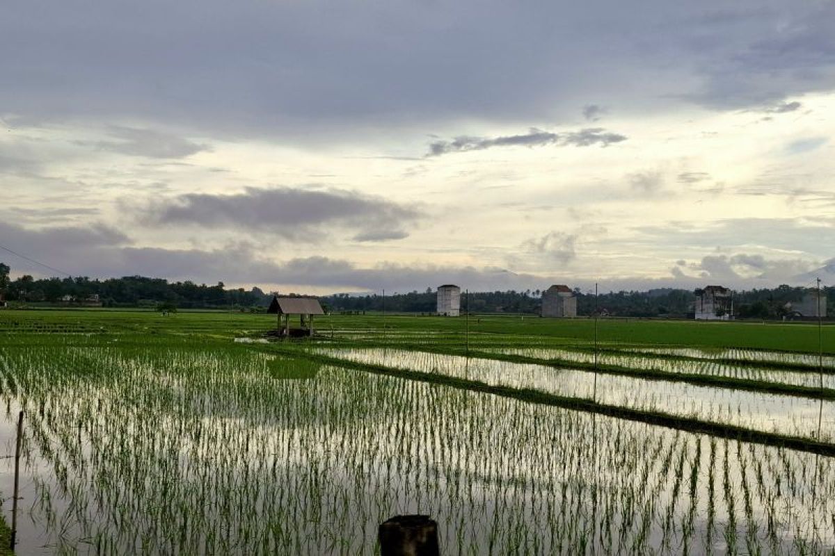 Pemprov Lampung bina produsen benih padi jaga kualitas