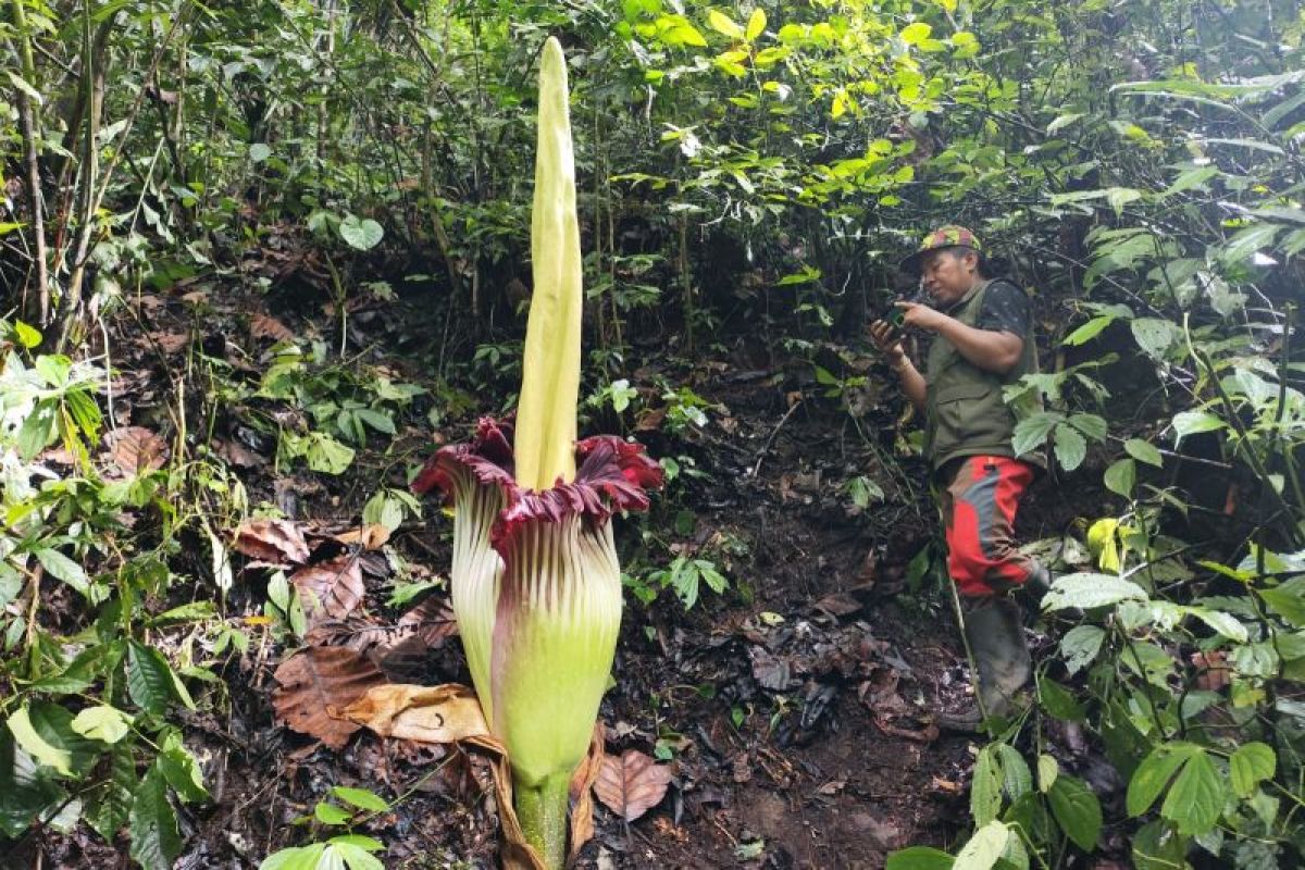 Bunga bangkai setinggi 2,62 meter mekar di habitat rafflesia