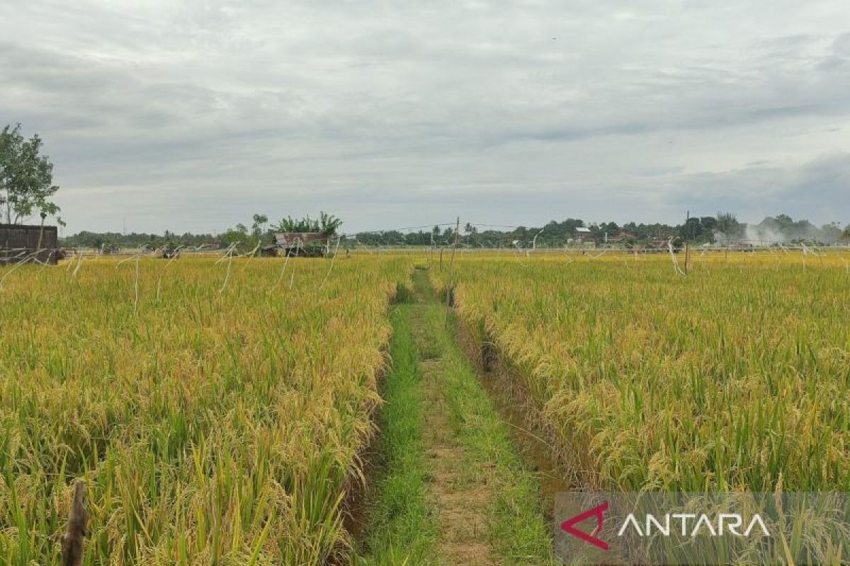 Pemkot Bengkulu canangkan perluasan area sawah hingga 1.165 hektare