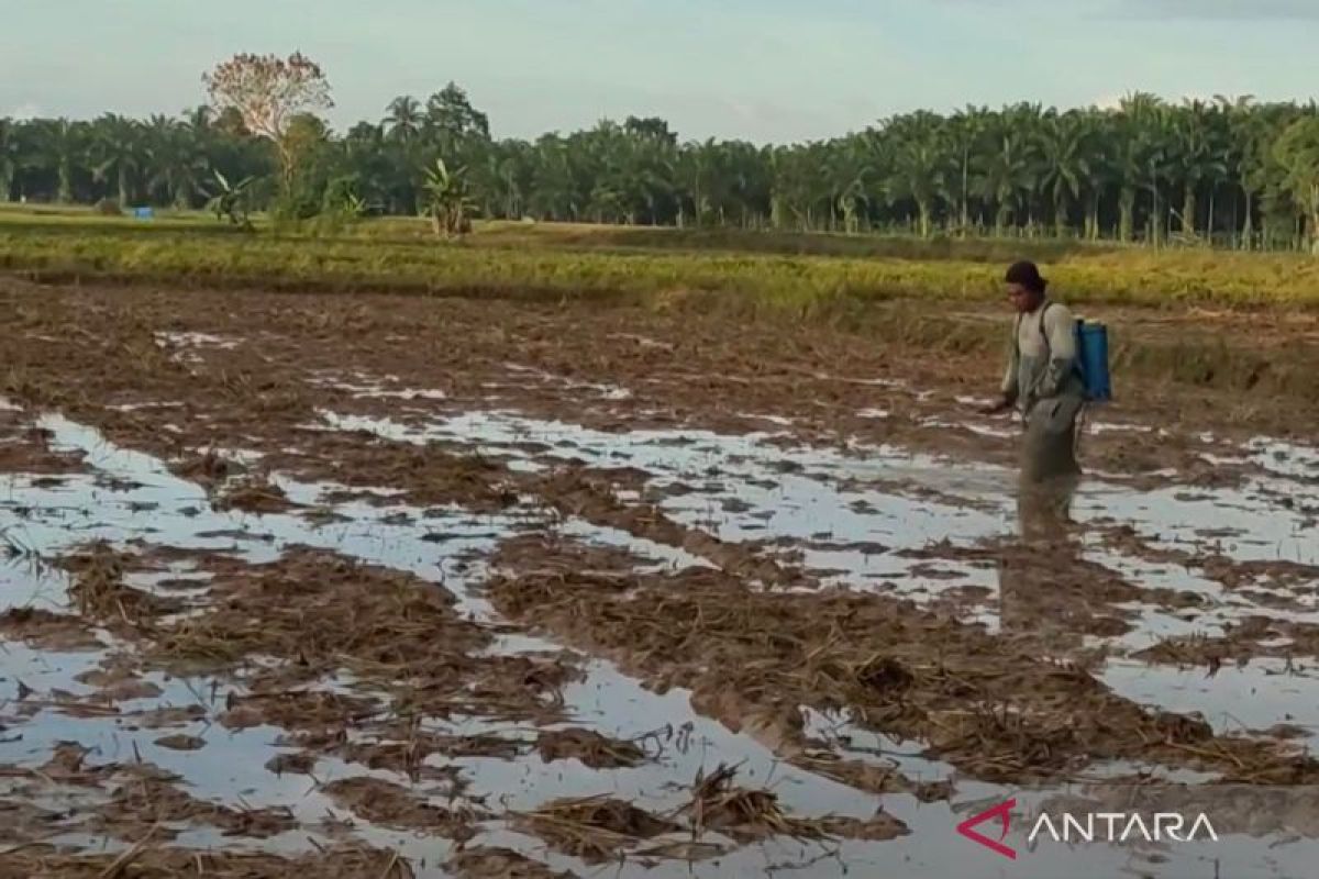 Lahan sawah Mukomuko menyusut 6.819 hektare, banyak berubah jadi sawit