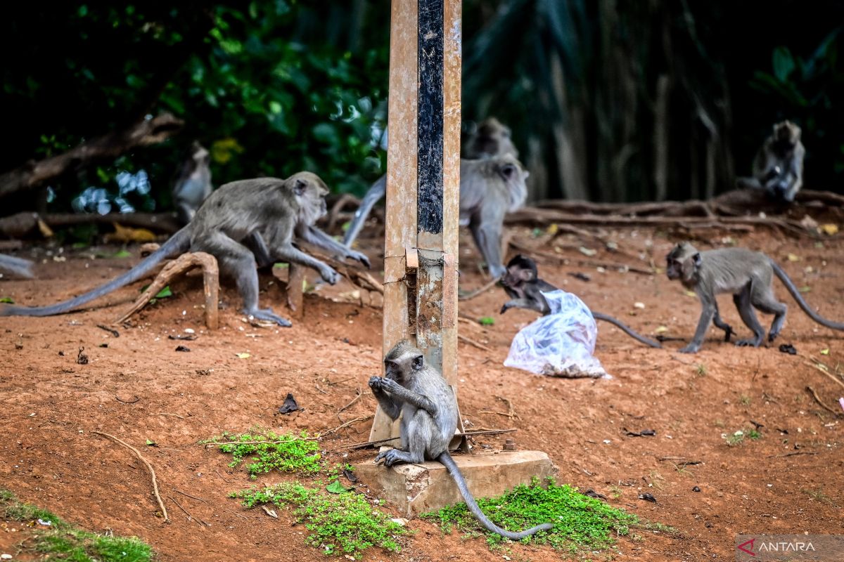 Monyet  turun ke desa di Temanggung untuk cari makan