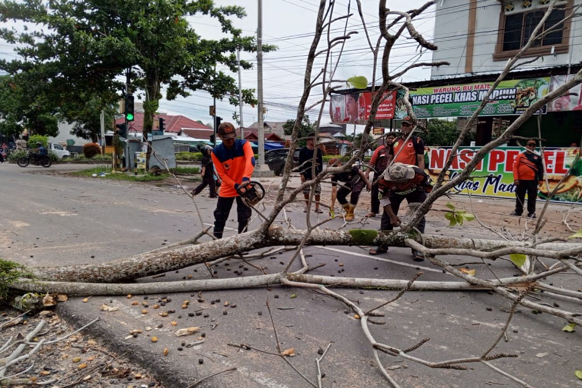 BPBD Palangka Raya: Waspadai pohon tumbang dan angin puting beliung