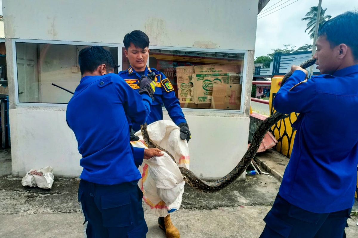 Ular piton tiga meter masuk ke dalam minimarket di Natuna