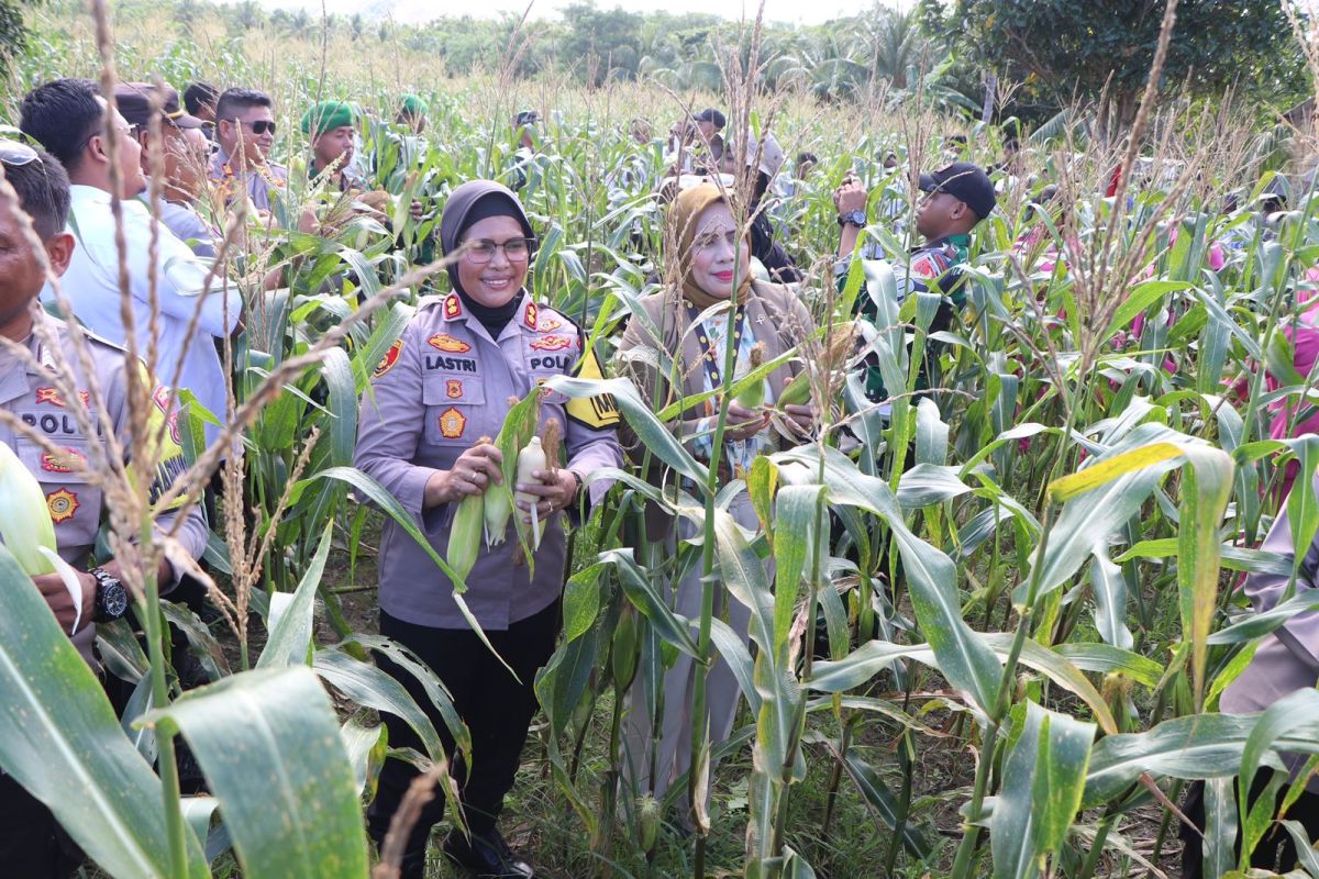 Polres Buru laksanakan panen raya jagung di Dusun  Waeparang