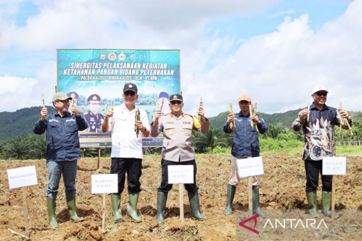 Sinergi Polda Kalsel dan ULM mulai tahap penggemukan 150 sapi