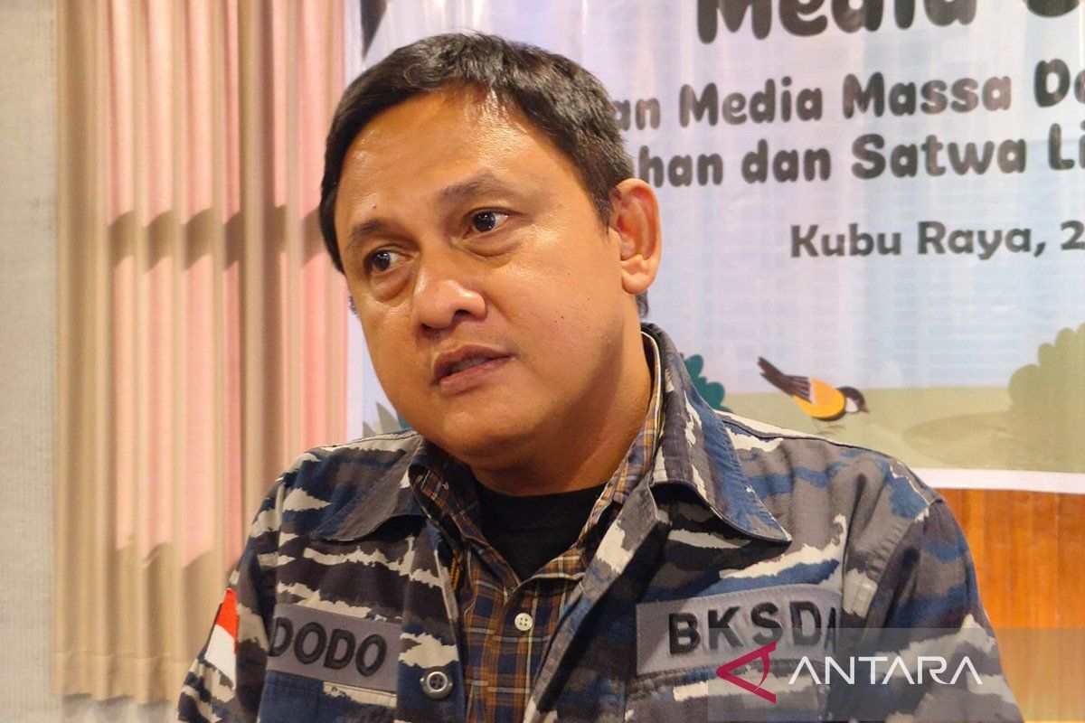 Konflik manusia dan Orangutan menurun drastis