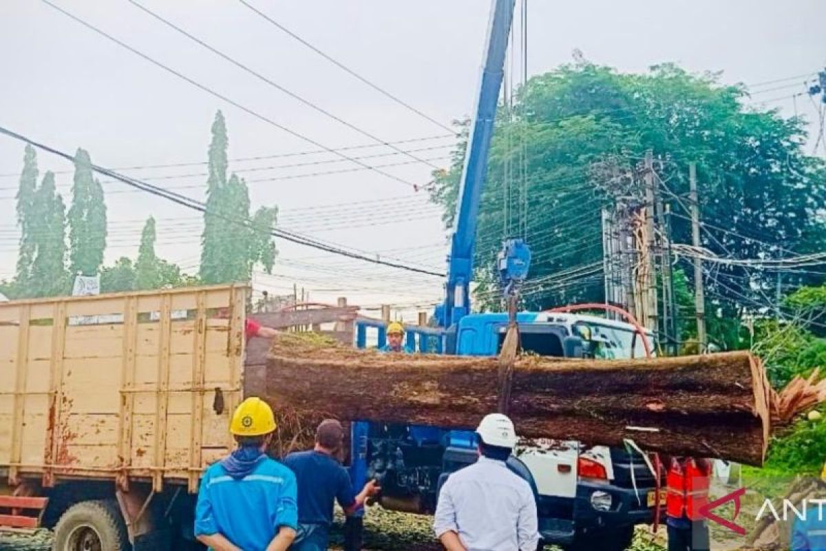 PLN-Pemkot Pangkalpinang pangkas pohon prioritaskan keselamatan masyarakat