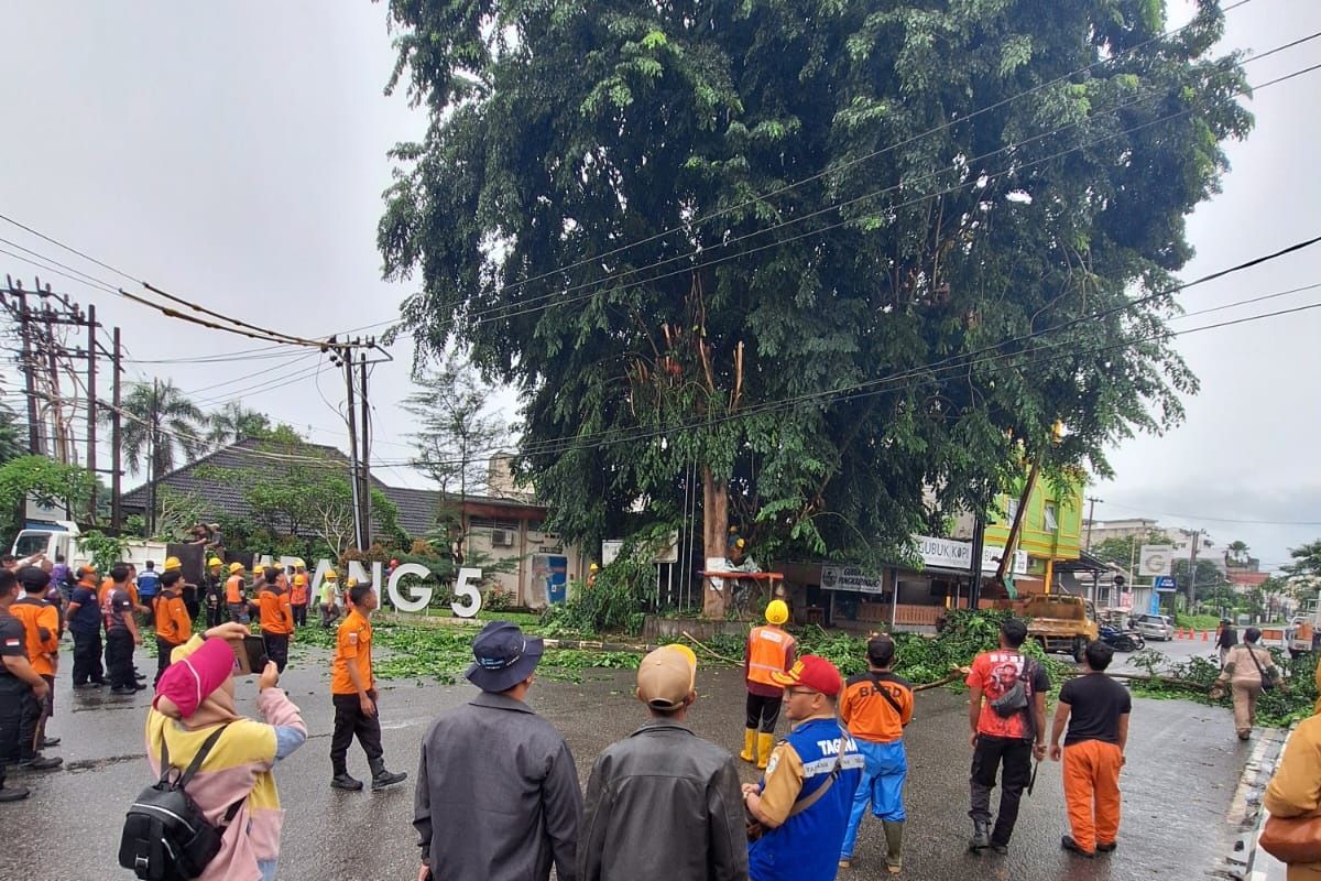 Pemkot Pangkalpinang bentuk satgas tebang pohon