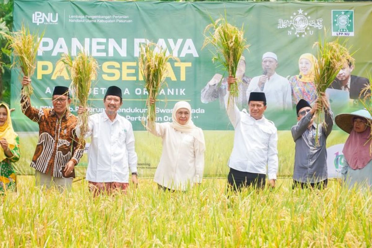 Khofifah panen raya padi sehat di Pasuruan