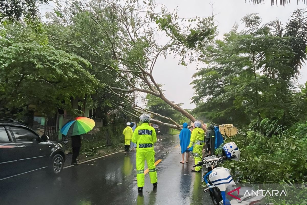 BPBD OKU  bersihkan material pohon tumbang di Jalinsum