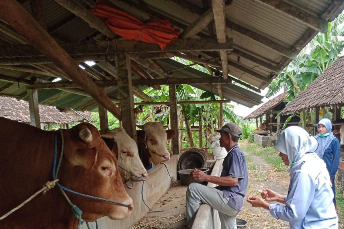 DKPP Bantul catat pelaksanaan vaksinasi PMK terealisasi pada 274 sapi