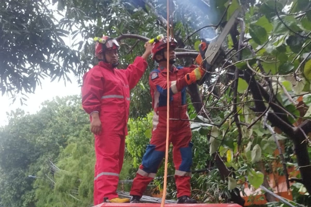 Damkar evakuasi pohon roboh yang menimpa kabel utilitas di Tamansari