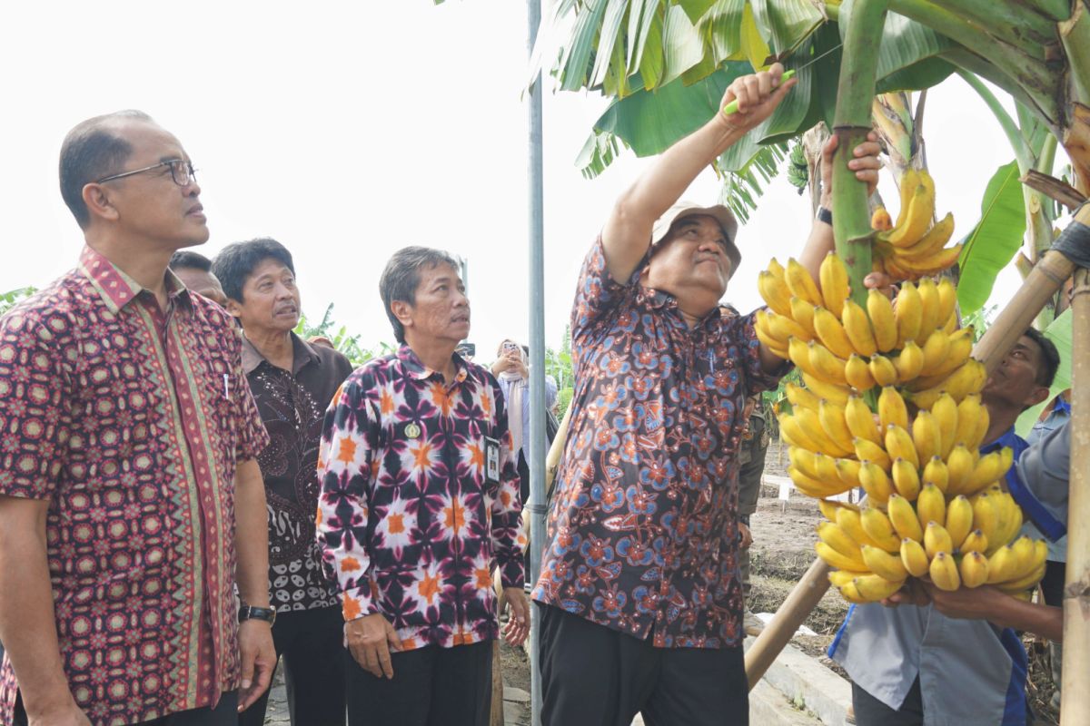 Wagub DIY sebut kebun Plasma Nutfah Pisang Yogyakarta terlengkap di Indonesia