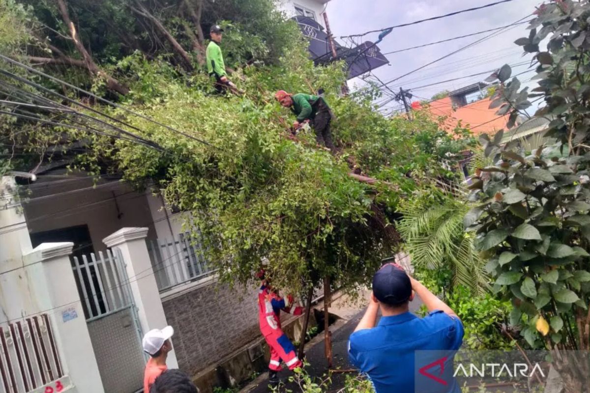 Sudin Tamhut Jakpus evakuasi pohon tumbang akibat hujan