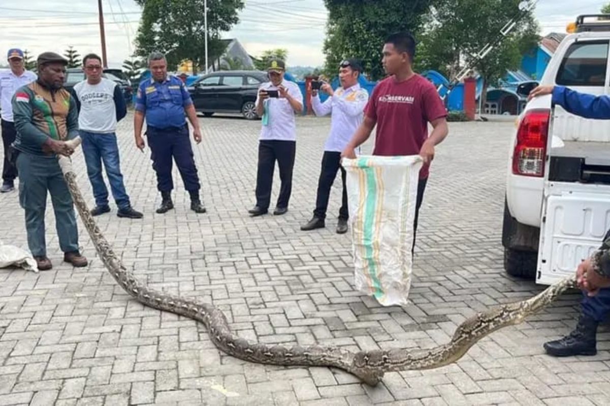 BKSDA melepasliarkan dua ekor ular piton hasil evakuasi Damkar Kendari