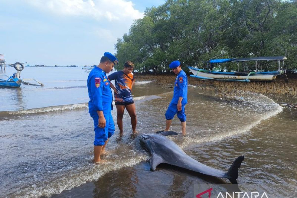 Satpolairud temukan lumba-lumba mati di Kampung Kerapu Situbondo