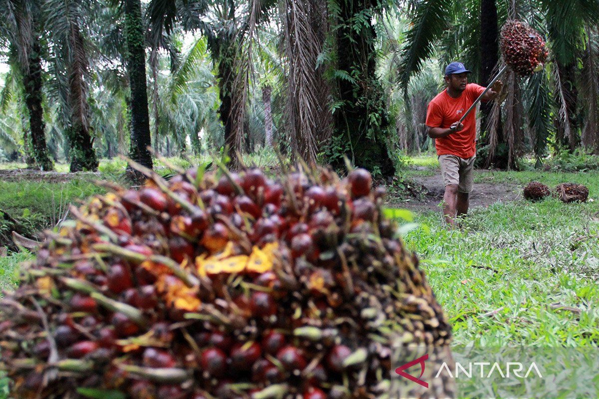 IPB: Perluasan sawit lewat hutan negara bukan deforestasi