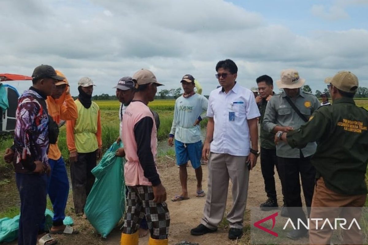 Bulog monitoring hasil panen petani di Banyuasin