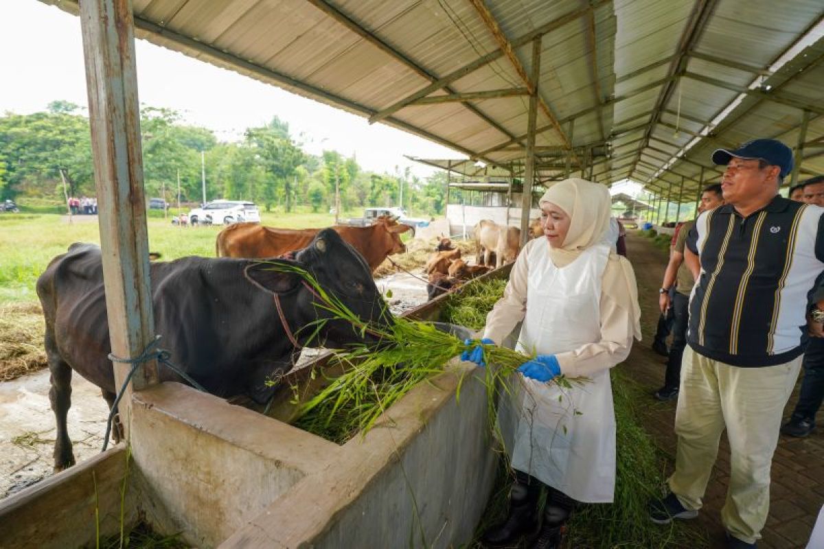 Khofifah tinjau vaksinasi ternak di Pasuruan