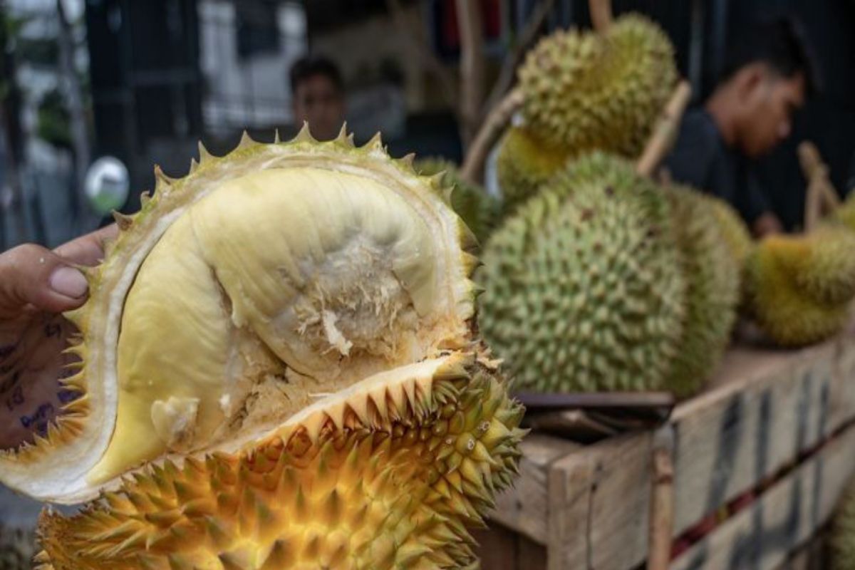 Parigi Moutong siap jadi eksportir utama durian ke Tiongkok