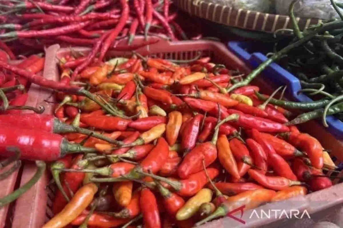 Jumat ini, harga cabai rawit merah Rp66.690 per kg