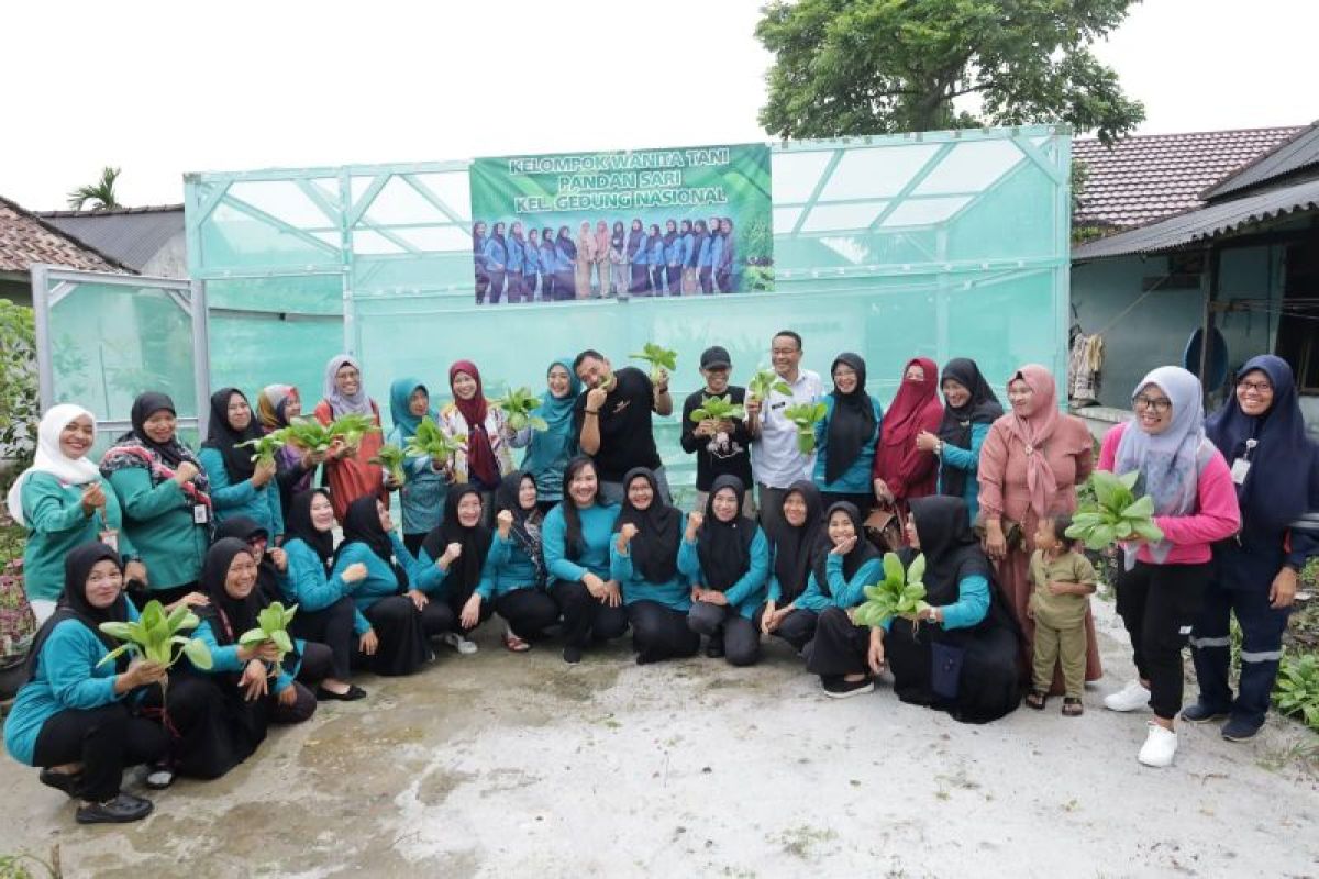 Pj Wako Pangkalpinang panen perdana sayuran di lahan KWT Pandan Sari