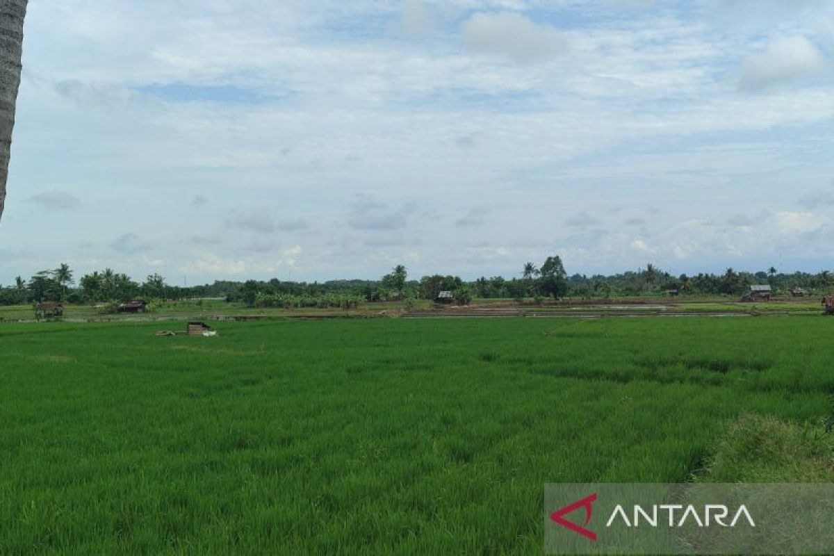 Bengkulu Tengah tanam padi di lahan bekas sawit seluas 190 hektare