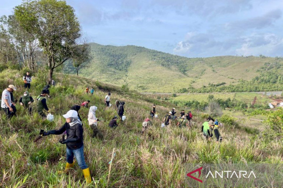 Pemprov Kalsel hijaukan Gunung Pamaton