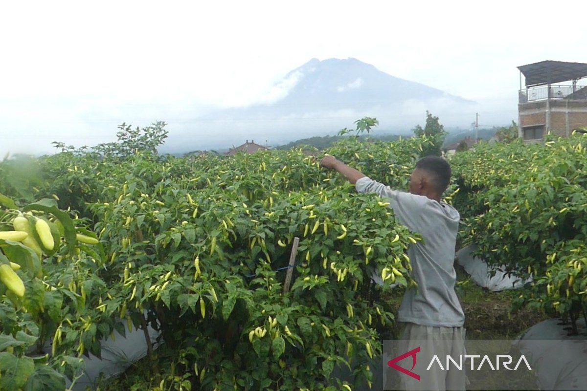 Harga cabai di Temanggung tembus Rp100.000 per kg