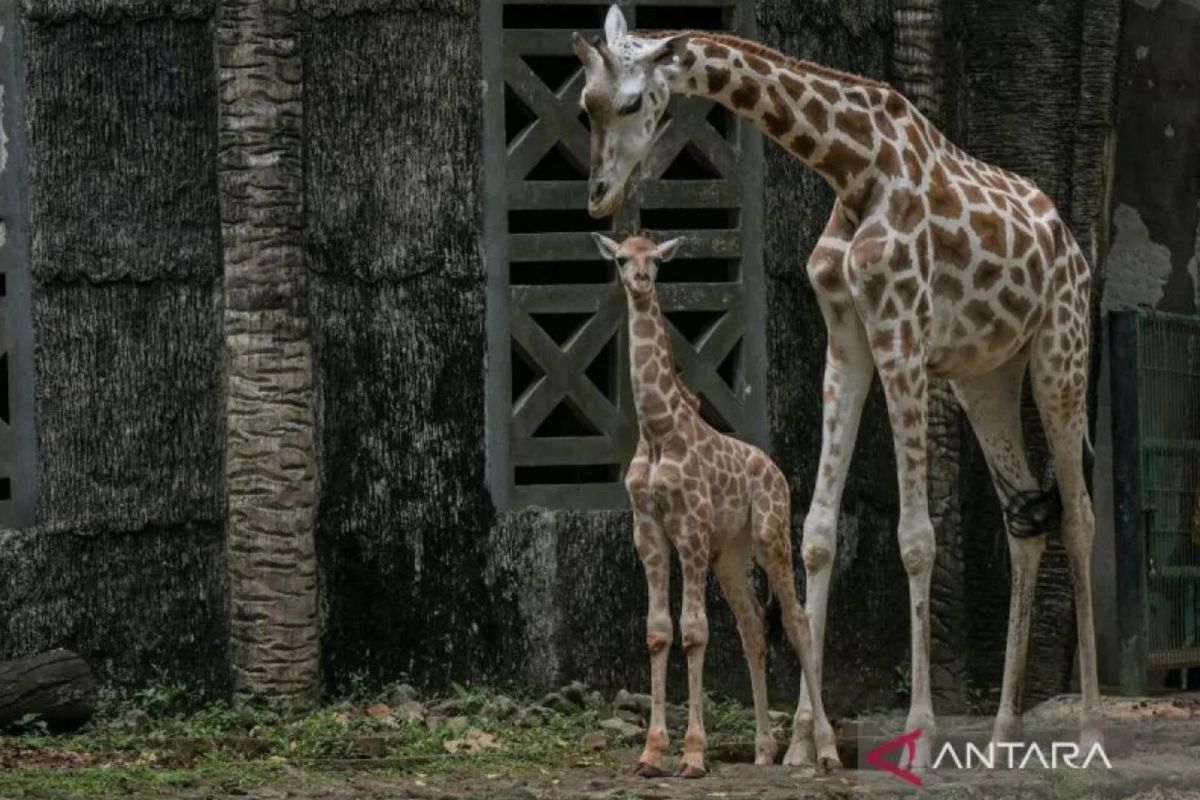 Taman Margasatwa Ragunan pasang kamera pemantau kelahiran satwa