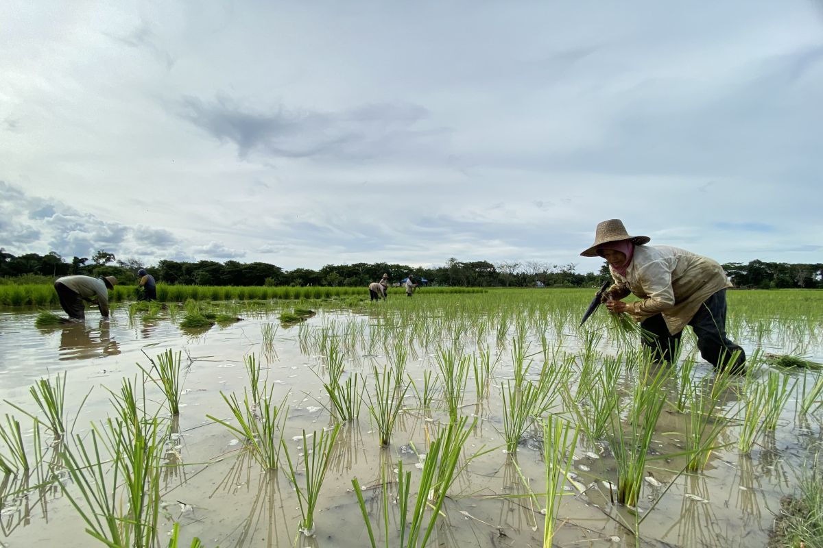 Tapin cetak 564 hektare sawah guna perkuat sektor pertanian