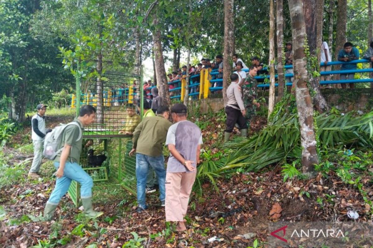 BKSDA Bengkulu pasang tiga perangkap harimau yang memangsa warga Mukomuko