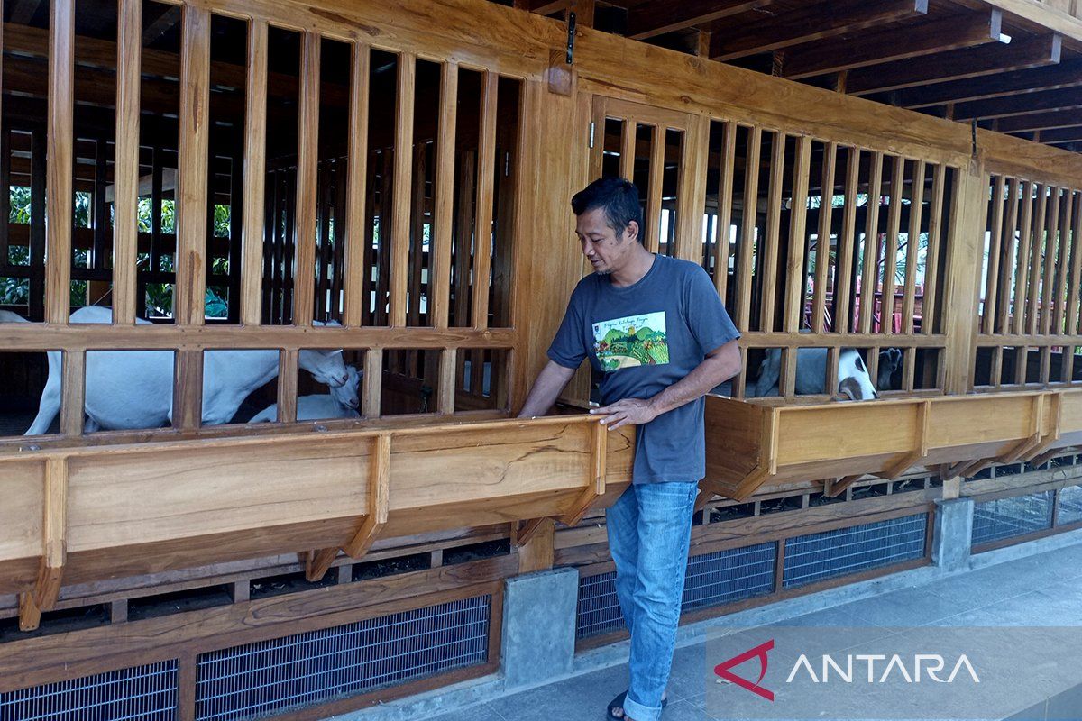 Kisah pemasok bibit unggul kambing dari Cilacap