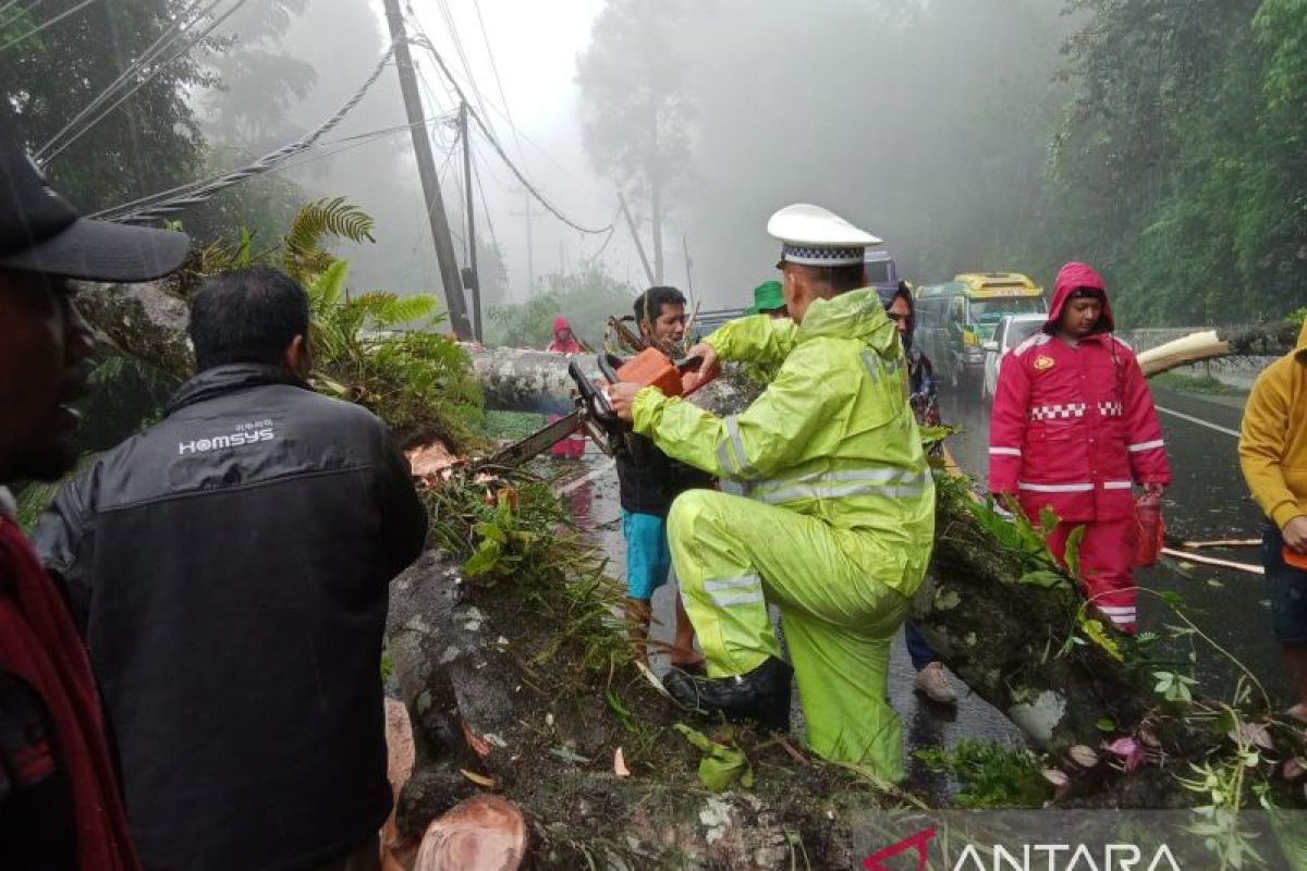 TNI-Polri evakuasi pohon tumbang di jalan Medan-Berastagi