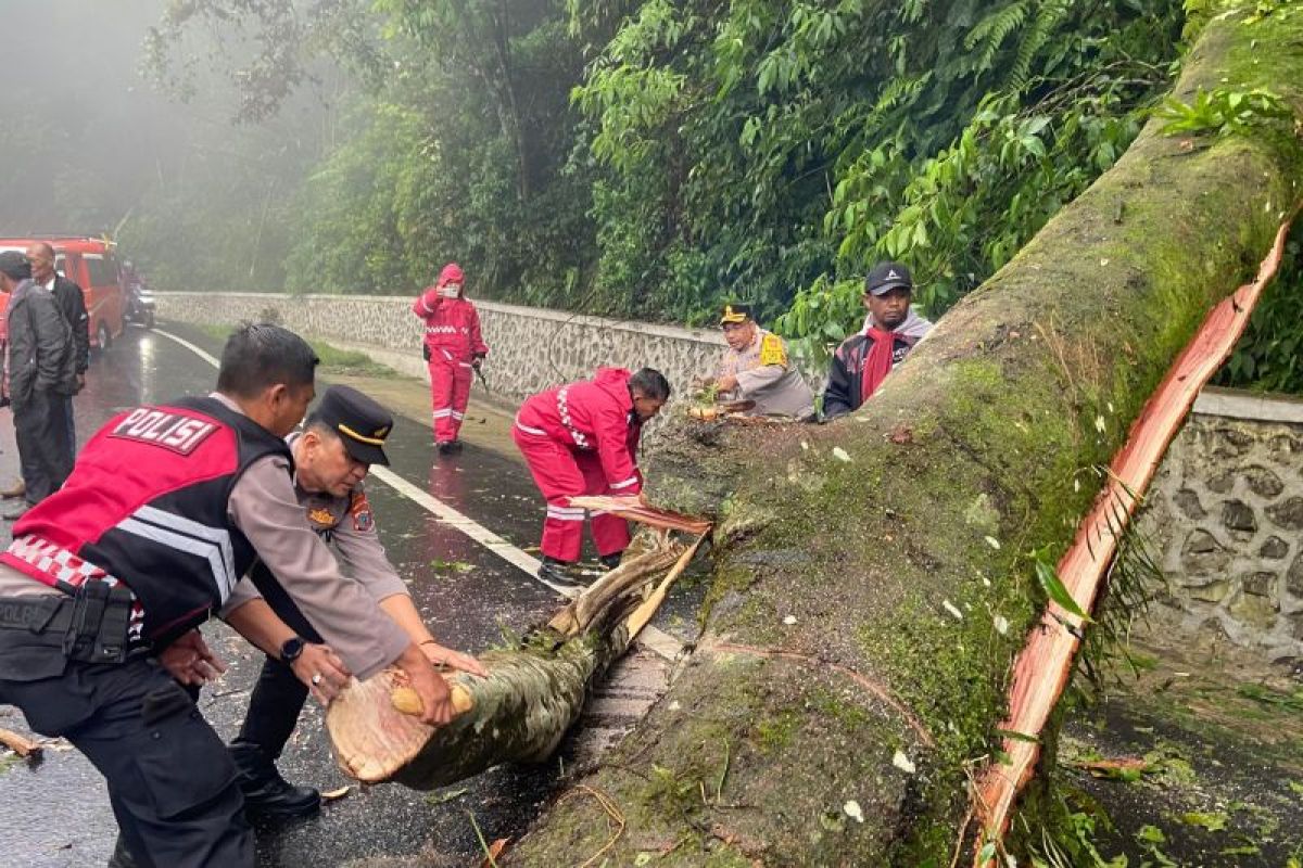 Polda Sumut: Jalur Medan-Berastagi kembali normal pascapohon tumbang