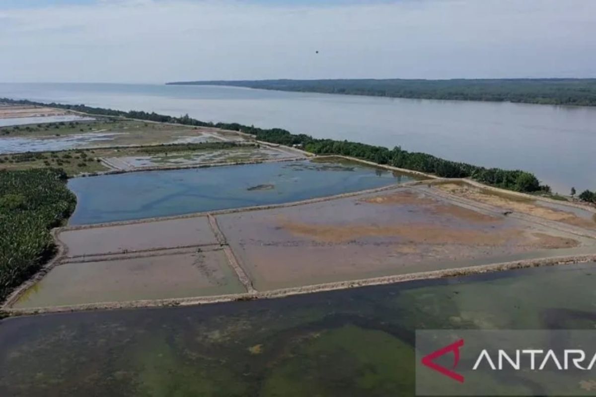 Berau dan YKAN kolaborasi merestorasi mangrove