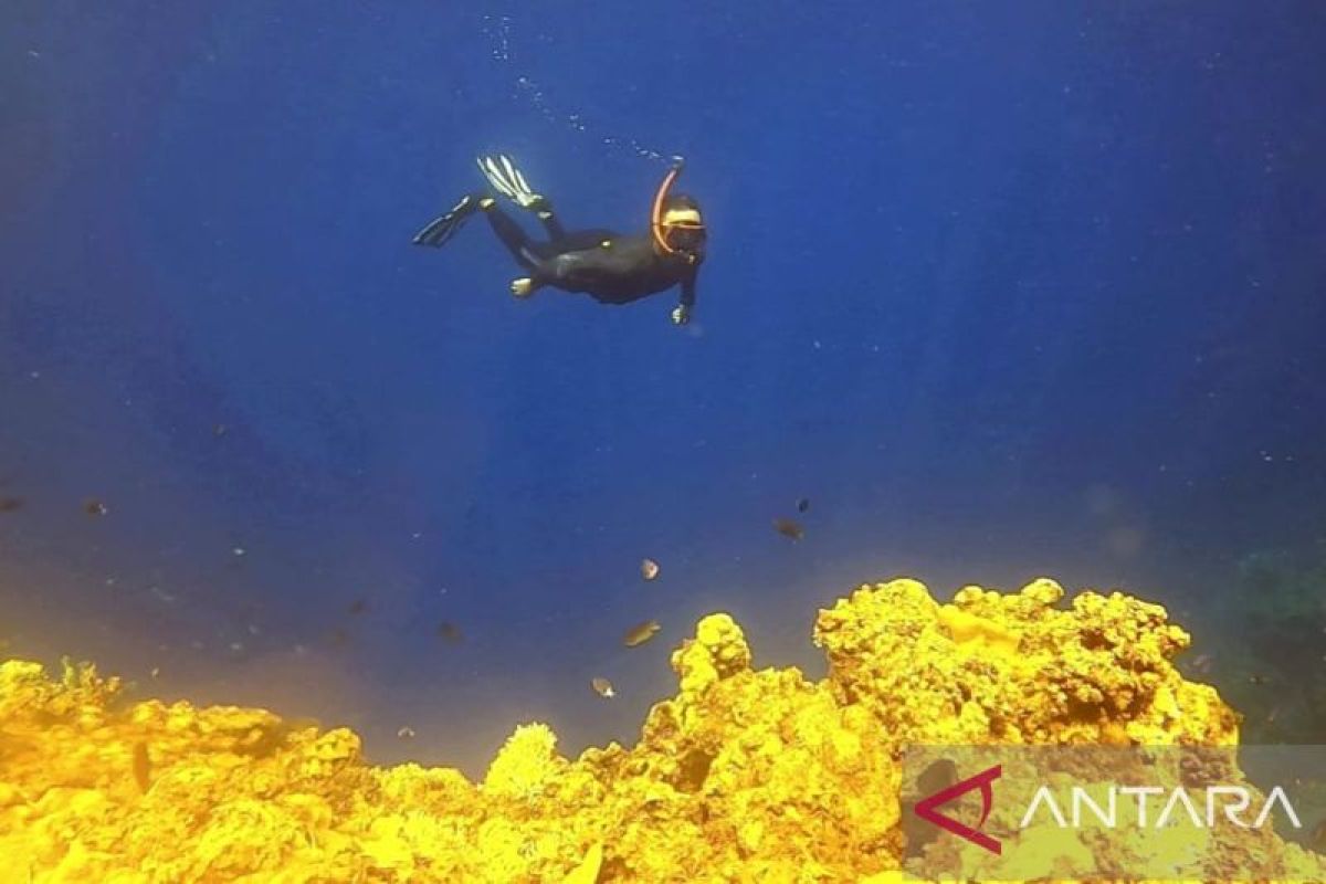 Oluhuta Paradise di Bone Bolango menawarkan keindahan bawah laut