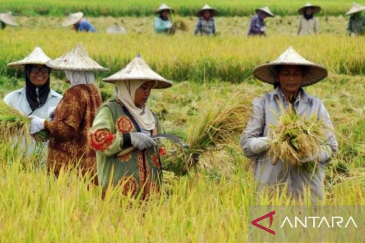 Pemkab Banyuasin hadirkan taman edukasi bangkitkan semangat petani muda