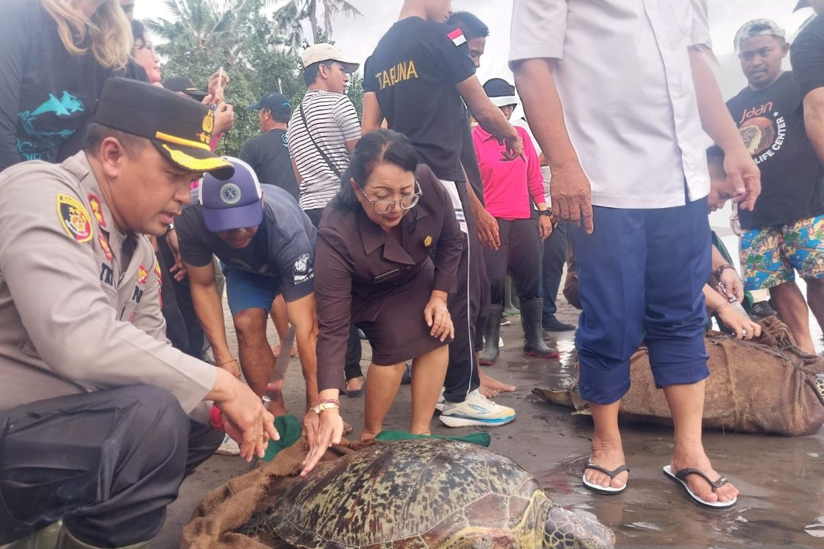 Lima ekor penyu hijau di Jembrana mati saat diselundupkan