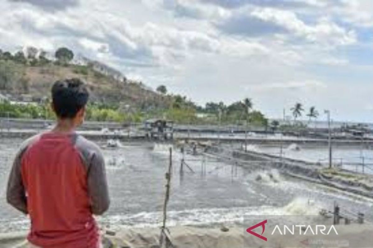 Ada 'orang besar' dibalik banyaknya tambak udang tak berizin di NTB