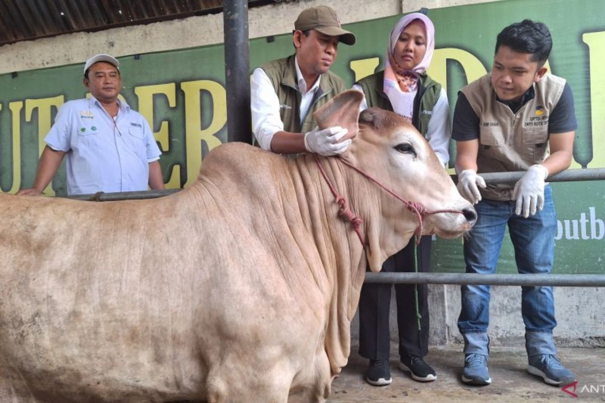 Pemkot Depok pastikan tidak ada penyebaran penyakit mulut dan kuku