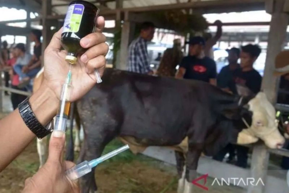 Indonesia distributes over 124,000 doses of FMD vaccine nationwide