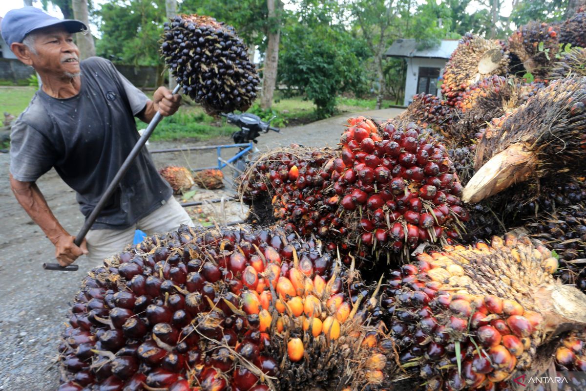 Peluang dan kompleksitas kebijakan perkebunan kelapa sawit Indonesia