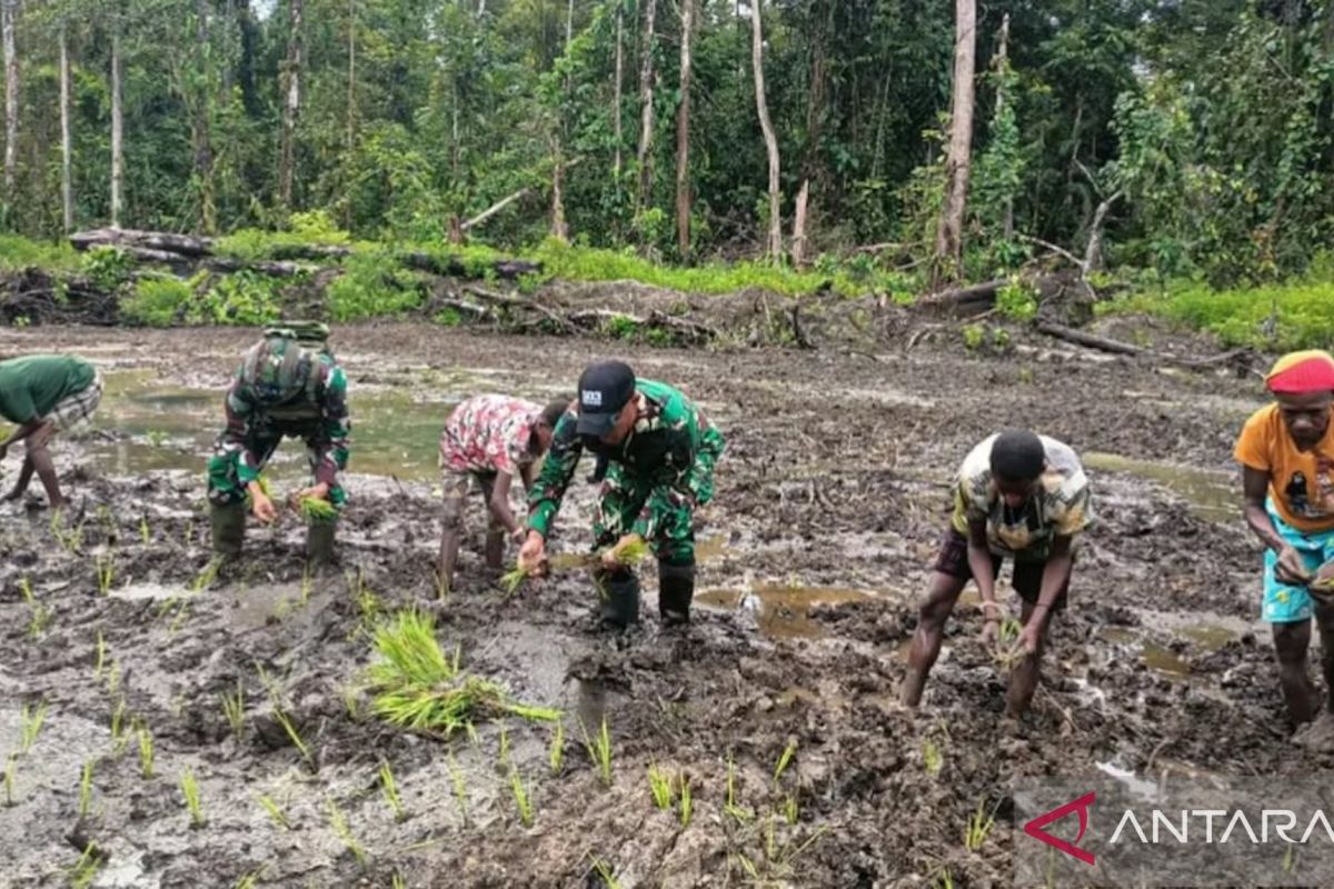 Satgas Pamtas TNI perkuat ketahanan pangan di Nduga