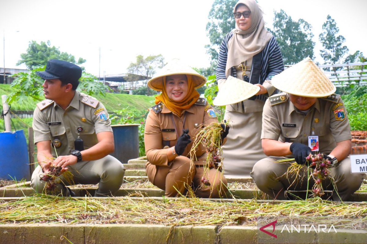 Dukung ketahanan pangan, Pemkot Jaktim panen 77 kg sayuran di KBT